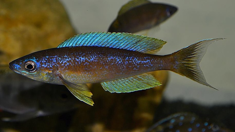 Cyprichromis microlepidotus 'Mabilibili Bay'